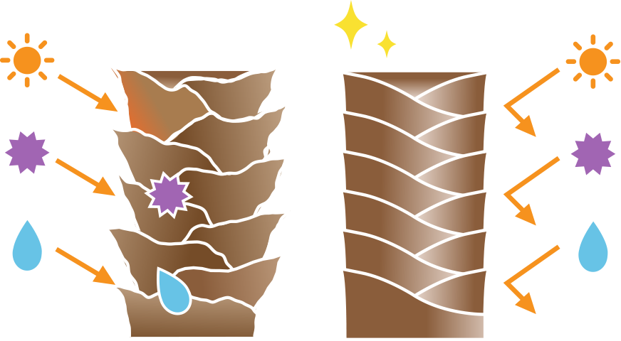 毛髪のイラスト